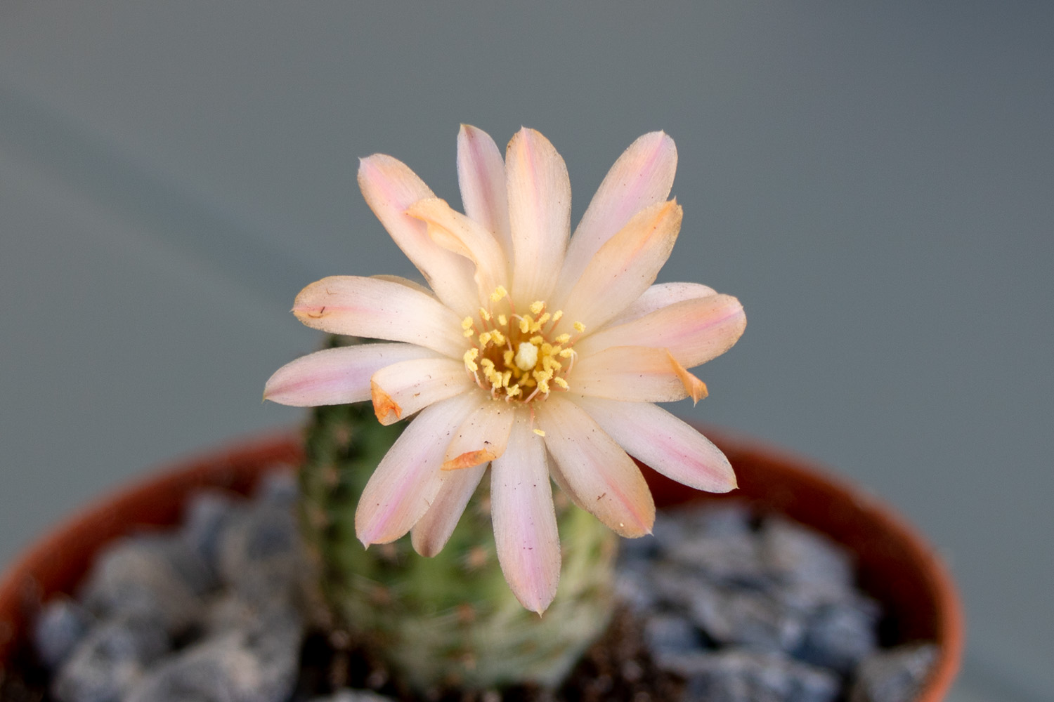 Cactus-1-4.jpg