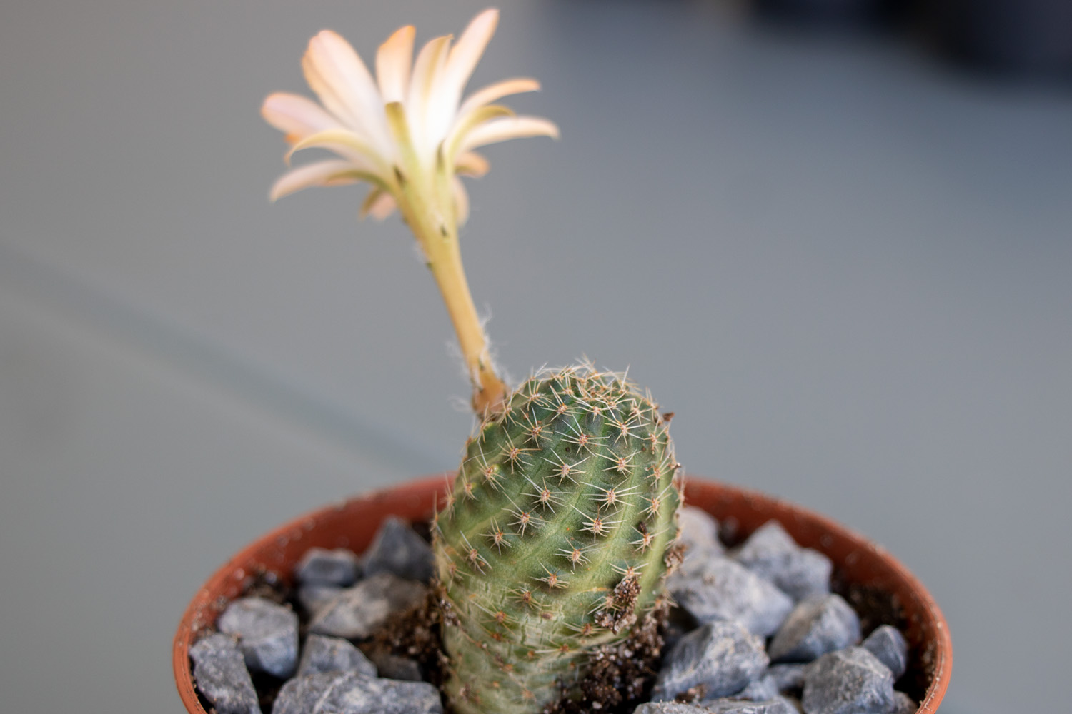 Cactus-1-3.jpg