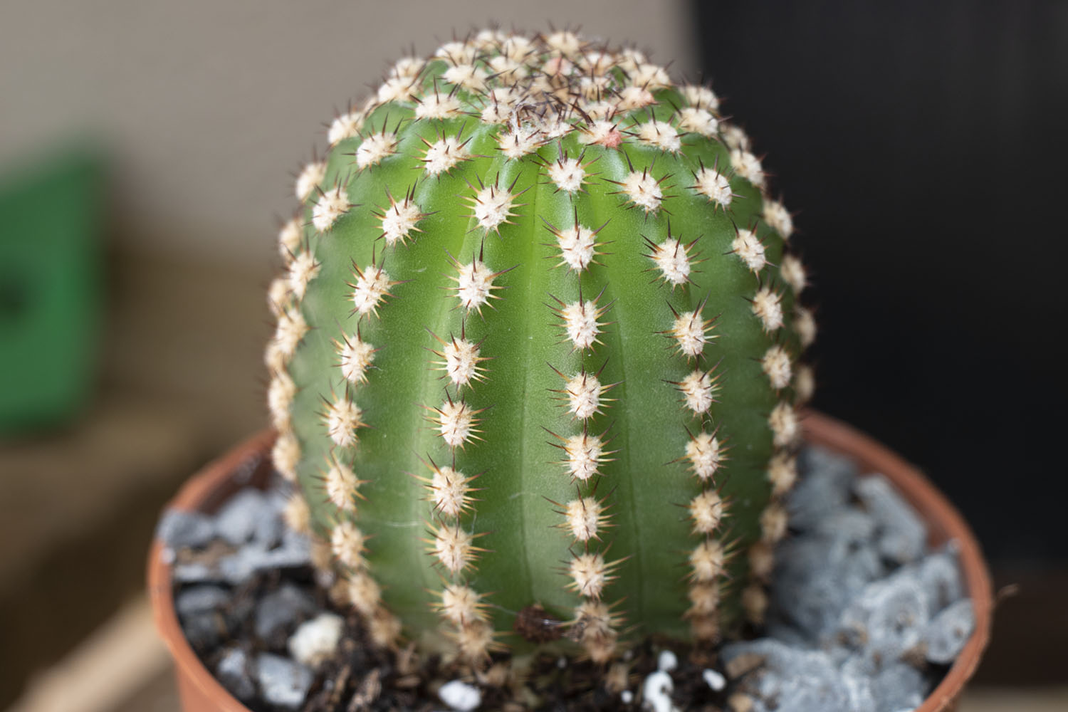 235-Echinopsis-1.jpg
