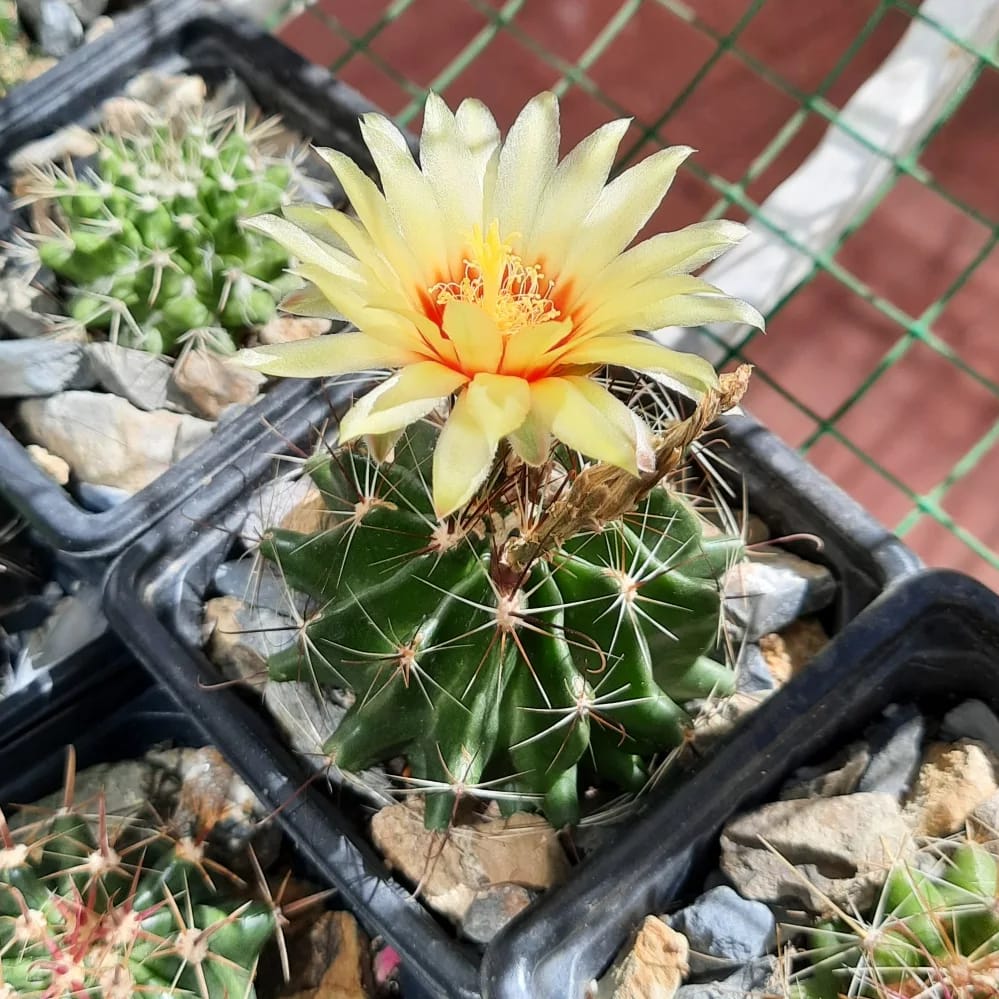 WhatsApp Image 2022-07-15 at 7.48.33 PM.jpeg