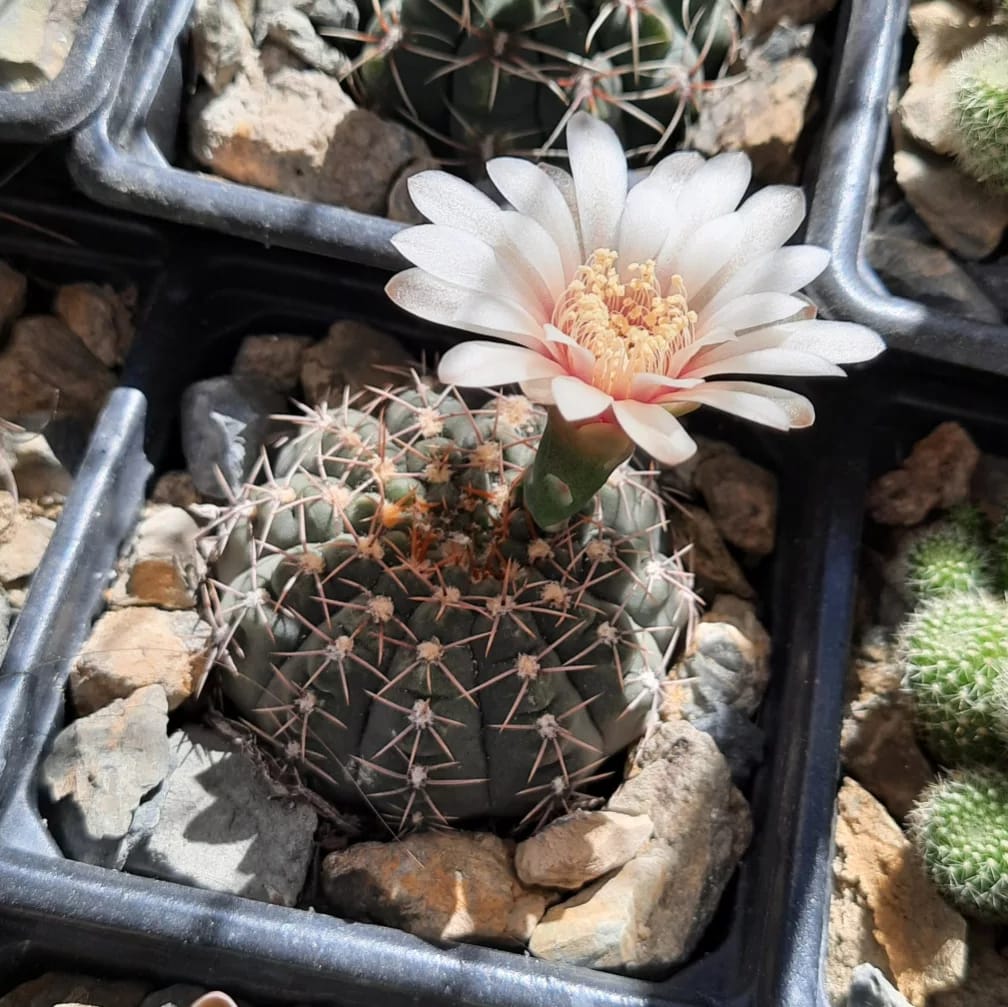 WhatsApp Image 2022-07-15 at 7.48.32 PM.jpeg