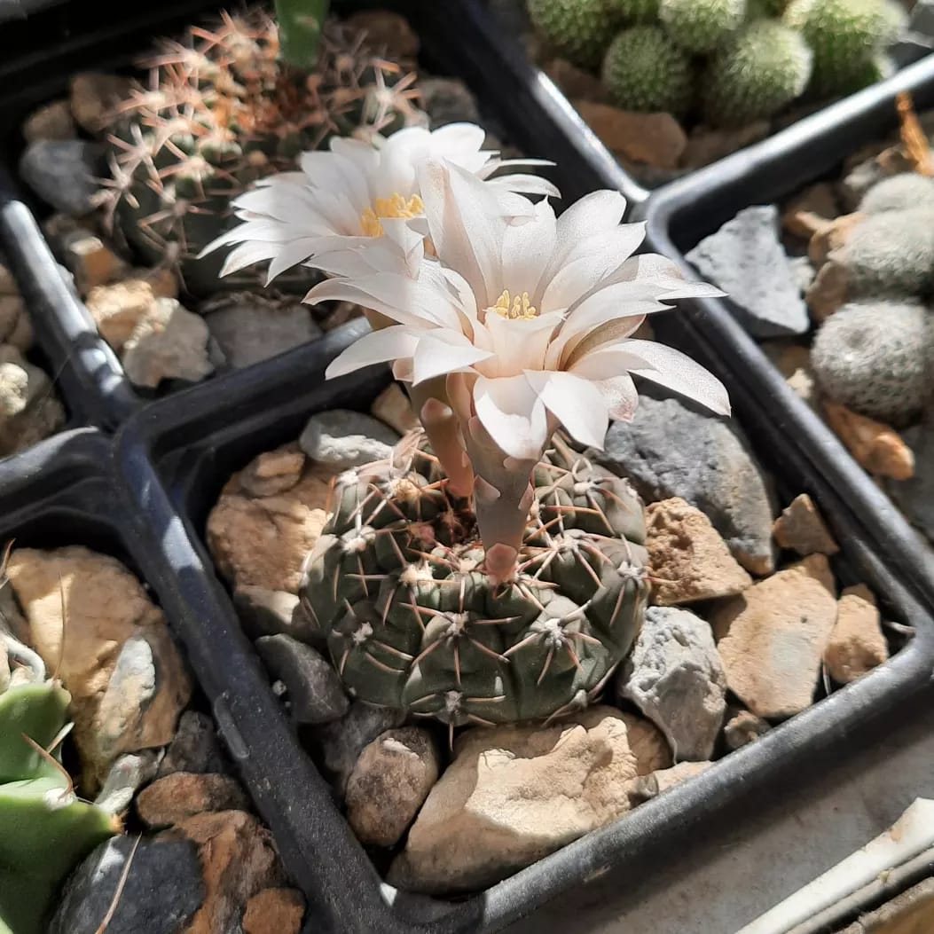 WhatsApp Image 2022-07-16 at 9.27.27 PM.jpeg