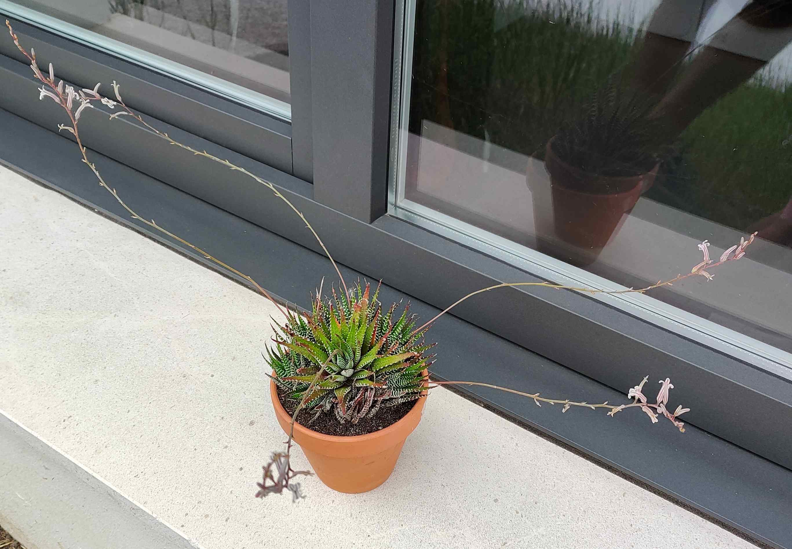 5) En flor, no sé si es una haworthia attenuata o una haworthia fasciata?