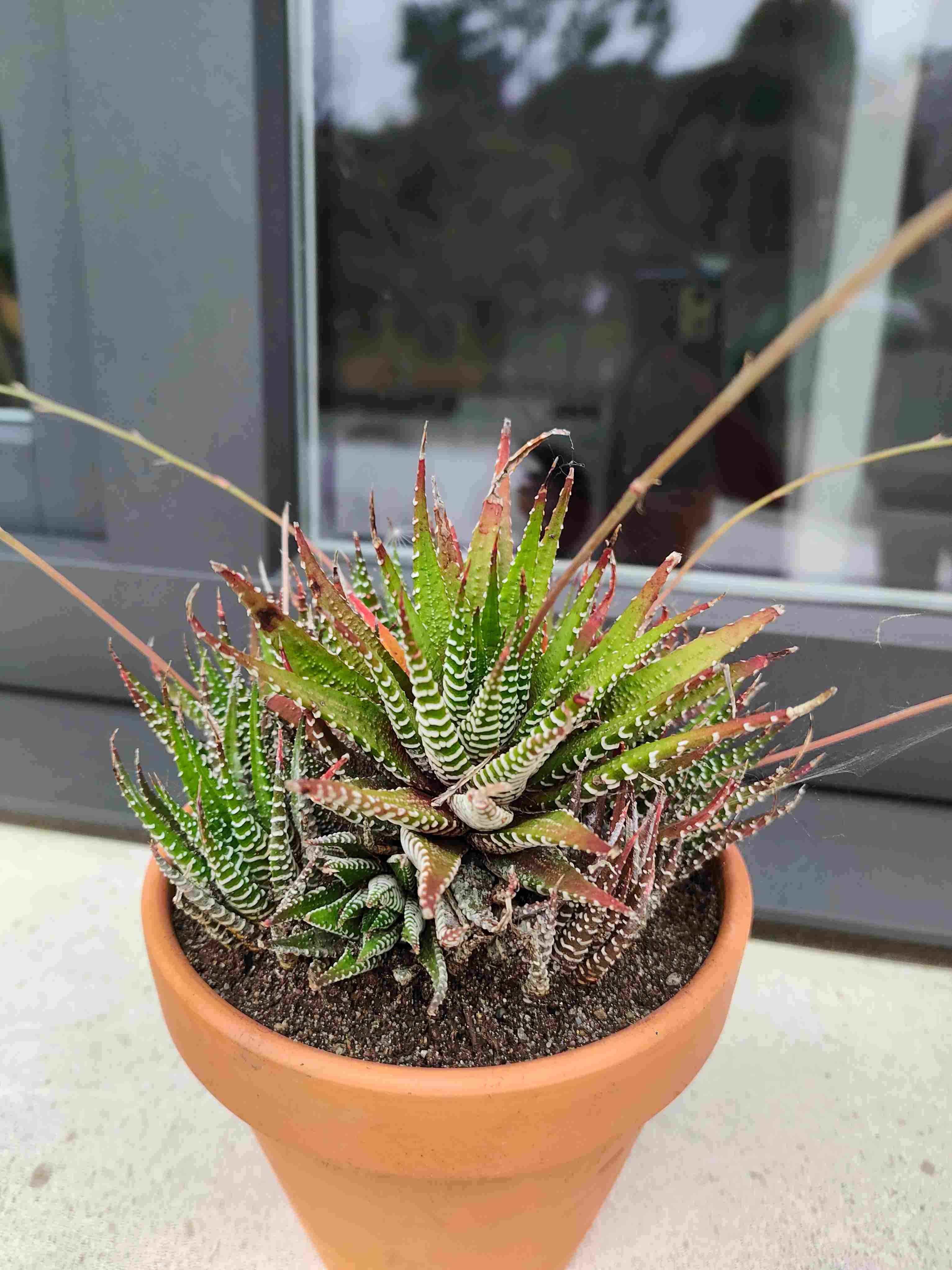 5) En flor, no sé si es una haworthia attenuata o una haworthia fasciata?