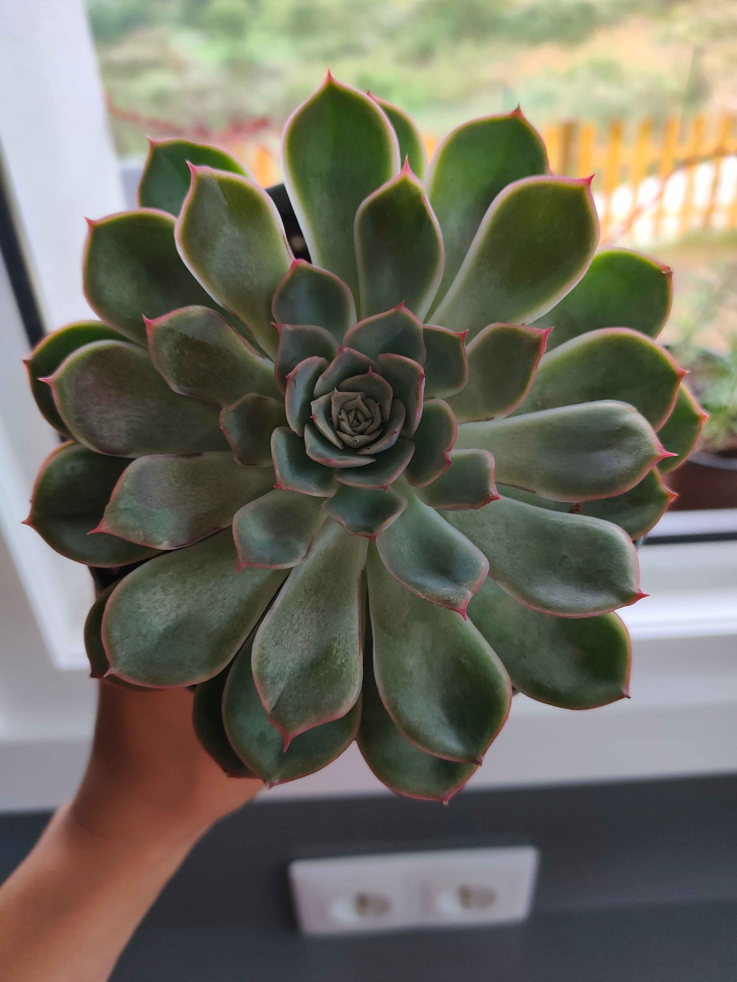 4) echeveria? cual podría ser, elegans? o es una sempervivum?