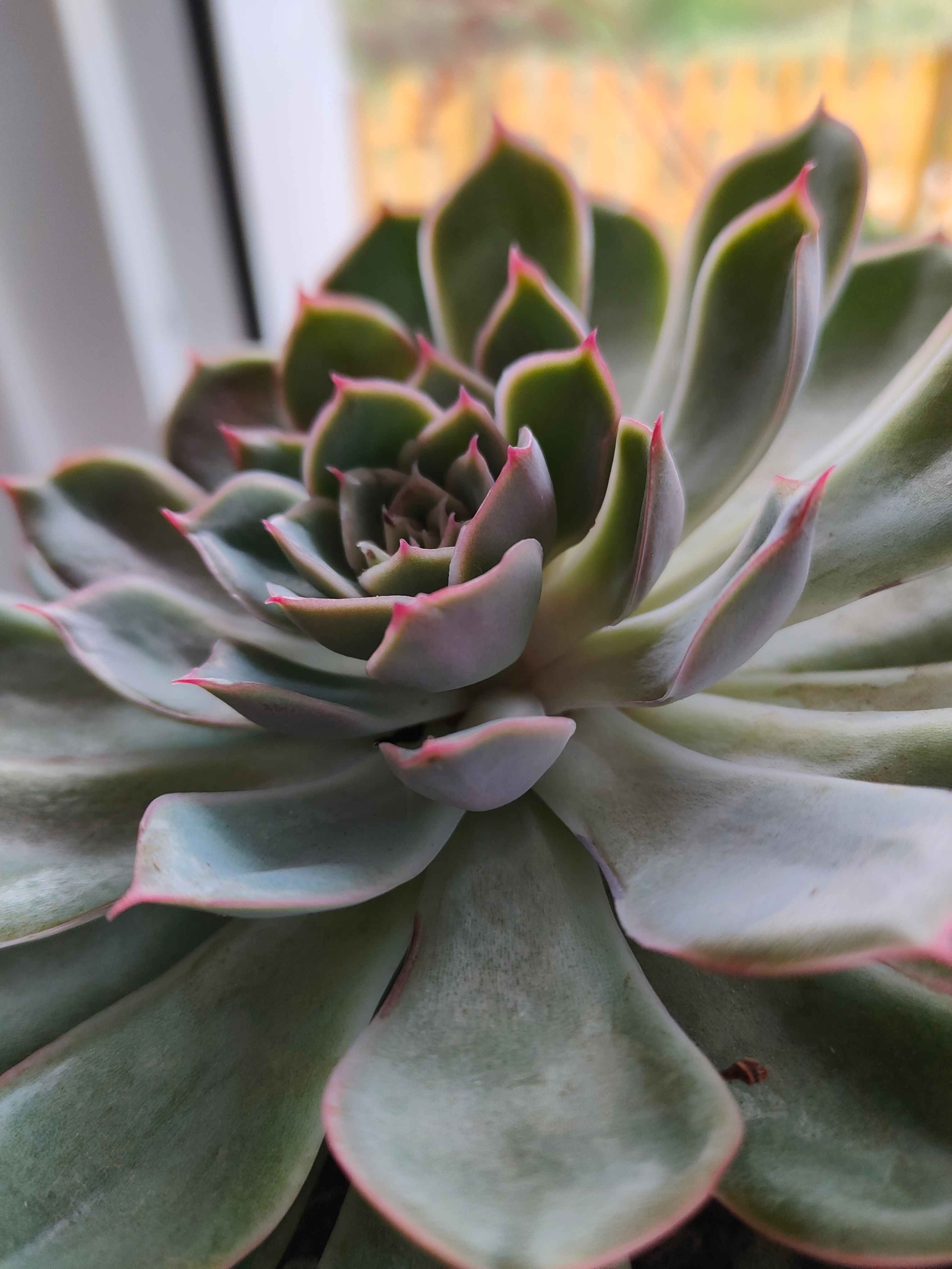 4) echeveria? cual podría ser, elegans? o es una sempervivum?