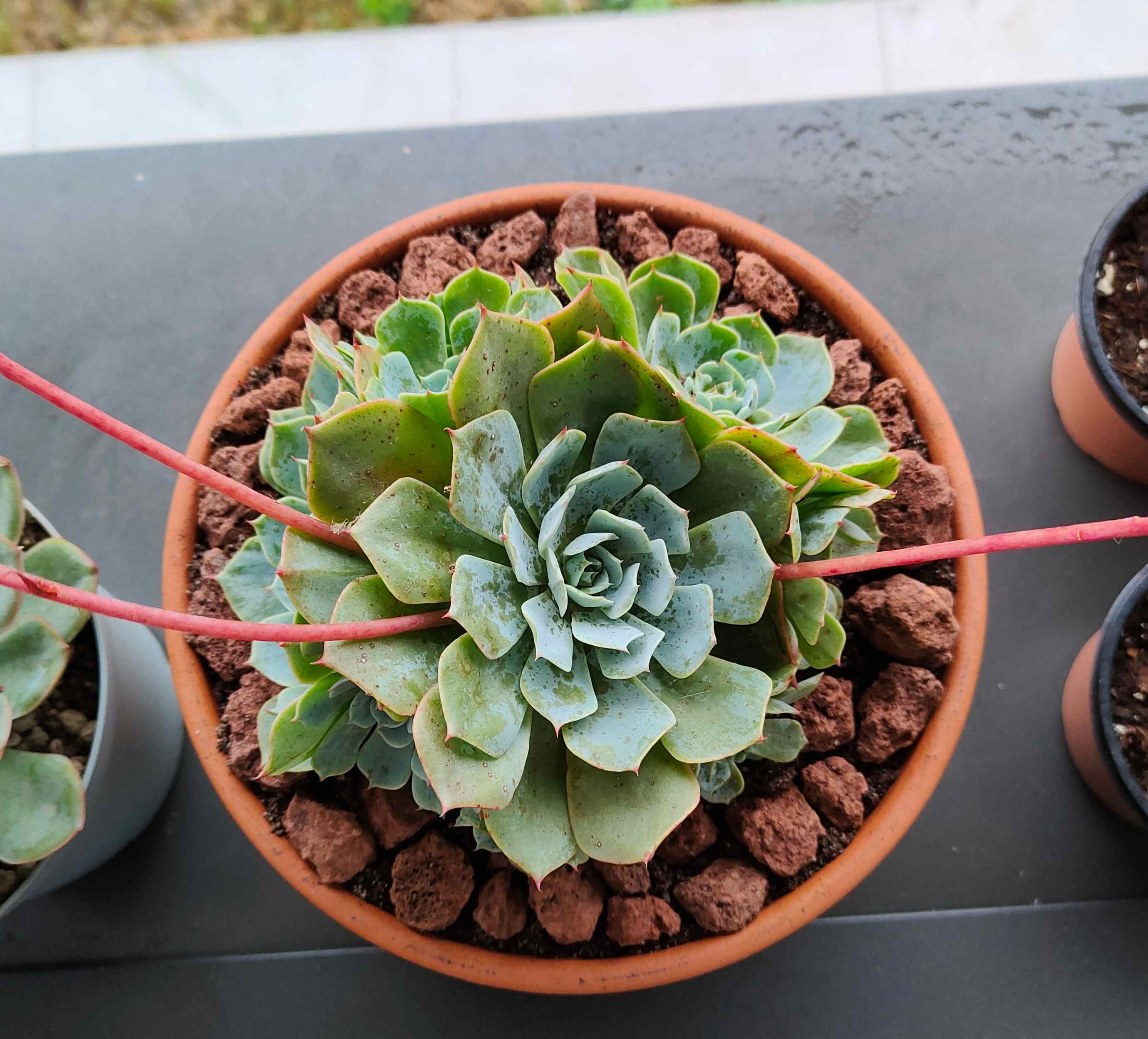 3) En flor, echeveria? cual?