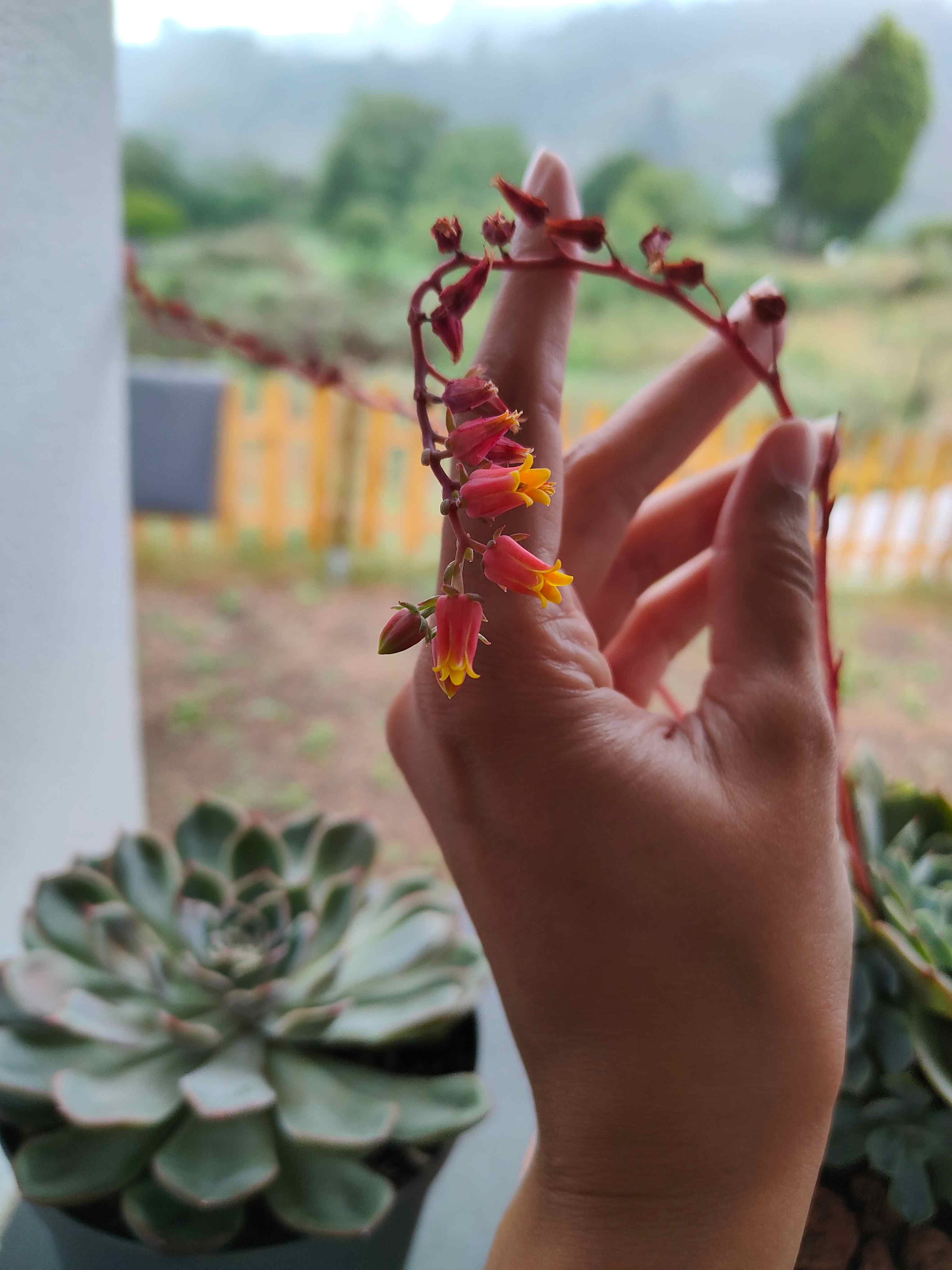 3) En flor, echeveria? cual?