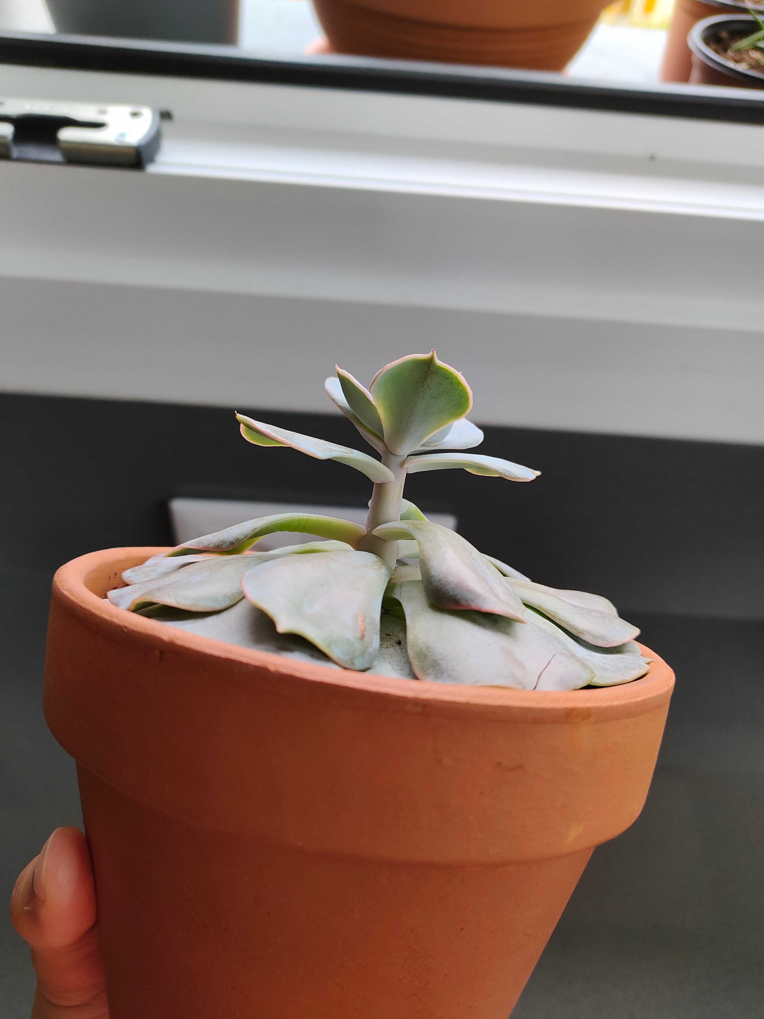 2) creo que es una echeveria etiolada? o es otra cosa? por el color me recuerda a la lilacina