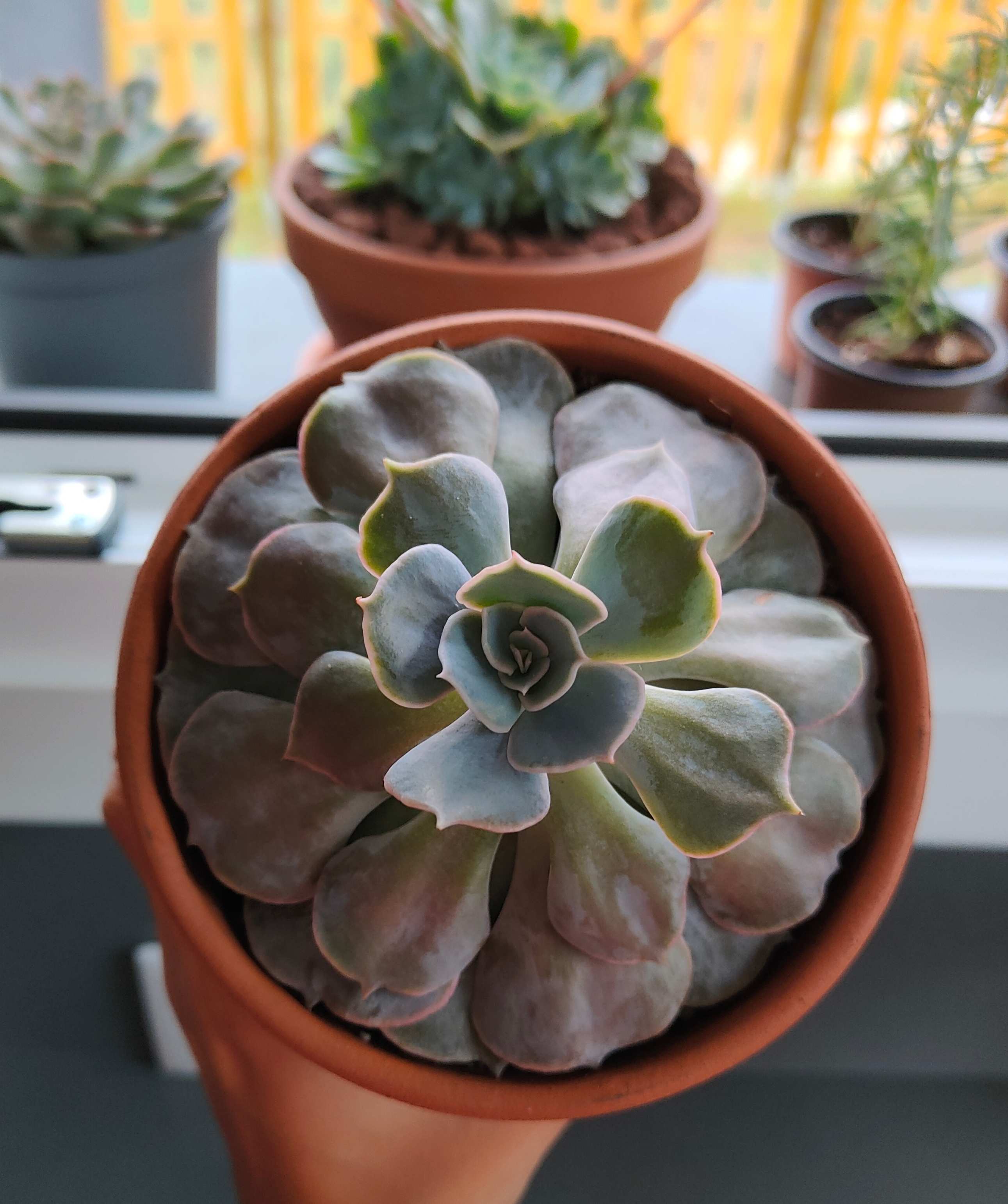 2) creo que es una echeveria etiolada? o es otra cosa? por el color me recuerda a la lilacina