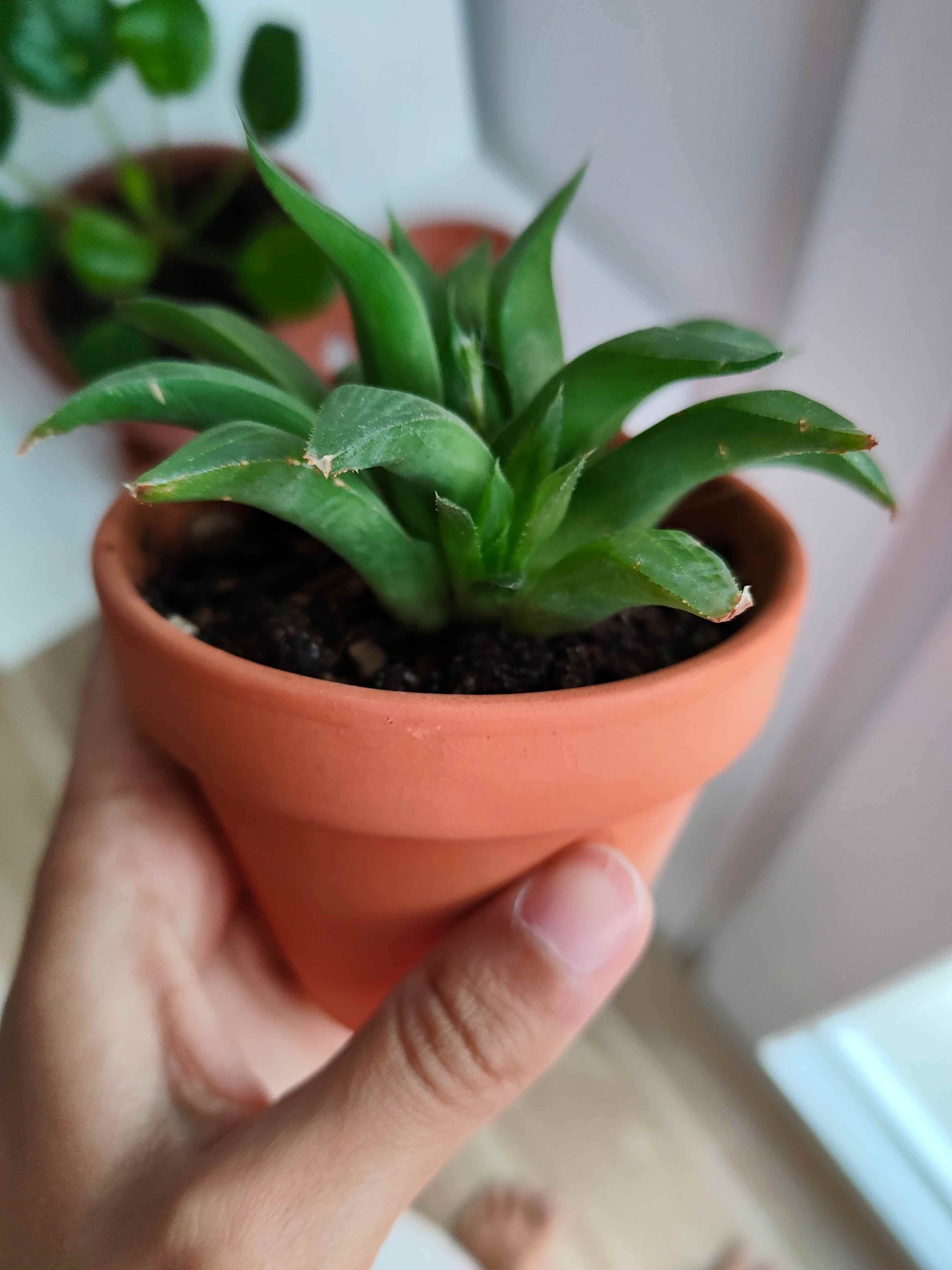 1) Esta no se si es una haworthia turgida o una haworthia magnifica var. acuminata