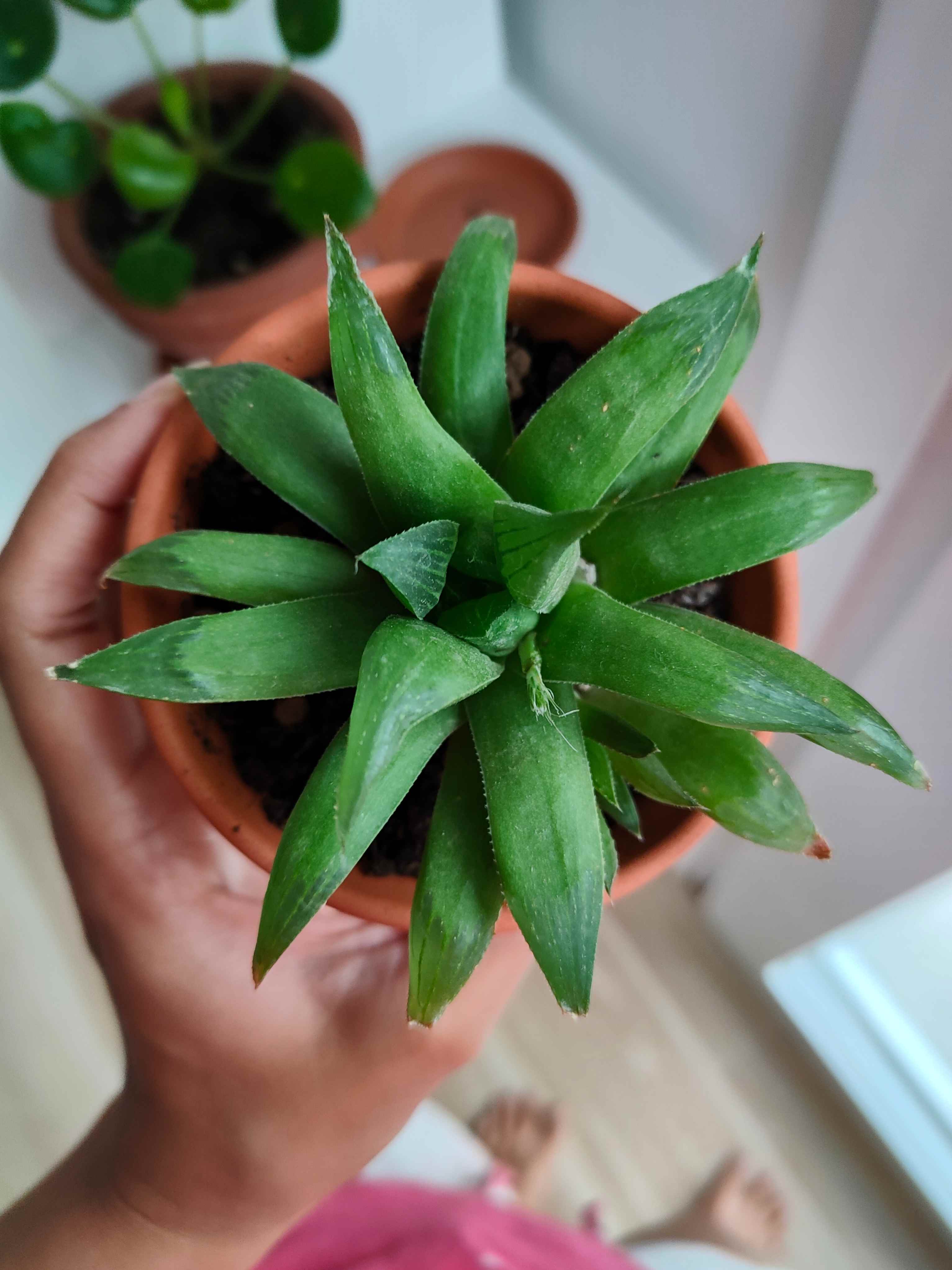 1) Esta no se si es una haworthia turgida o una haworthia magnifica var. acuminata