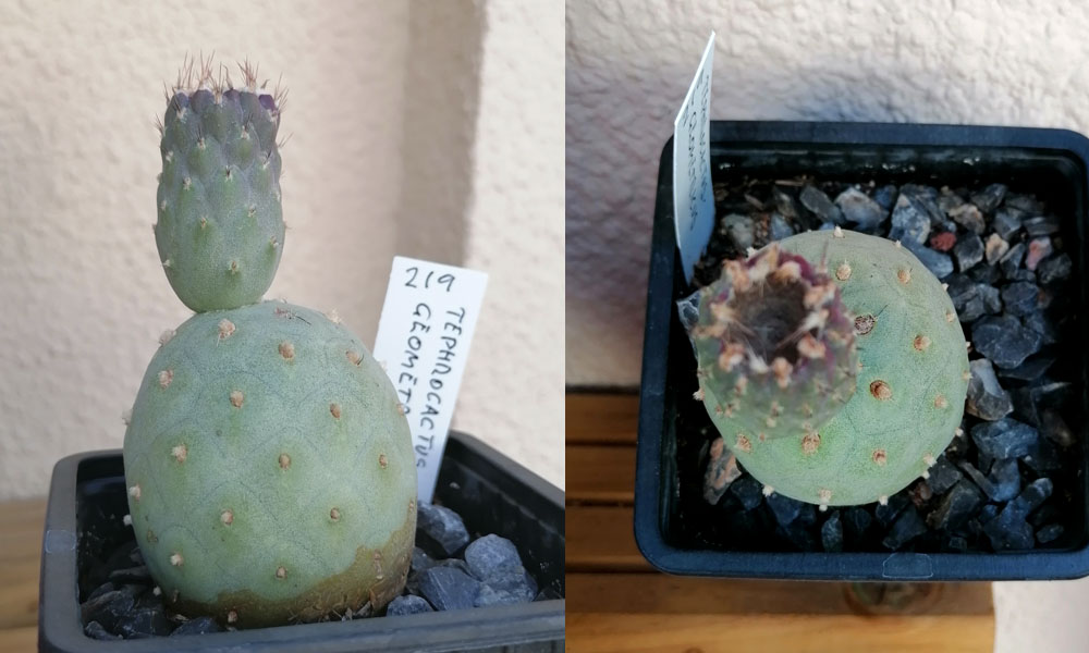 Tephrocactus.jpg