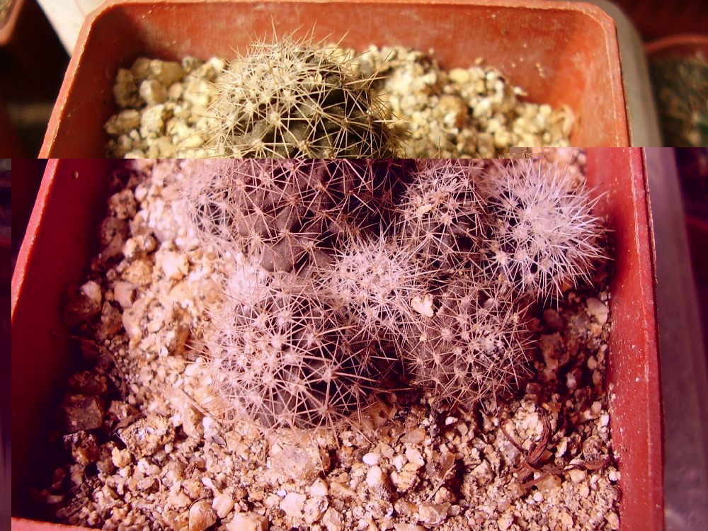 Humilis1.jpg
