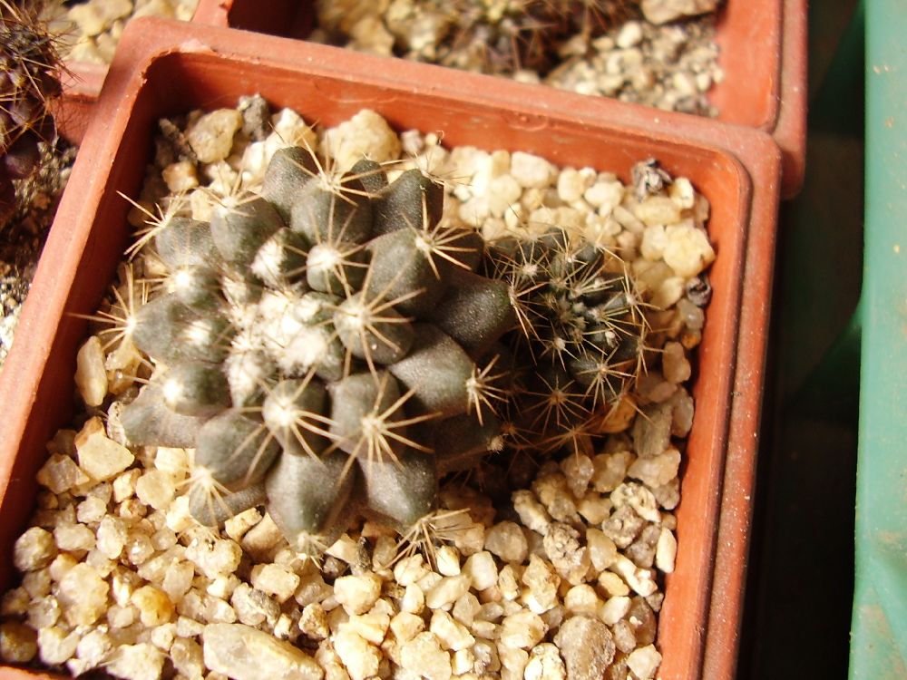humilis2.jpg