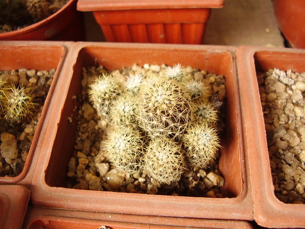 humilis3.jpg