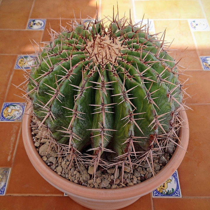 DSC_0465~2_copy_720x720.jpg