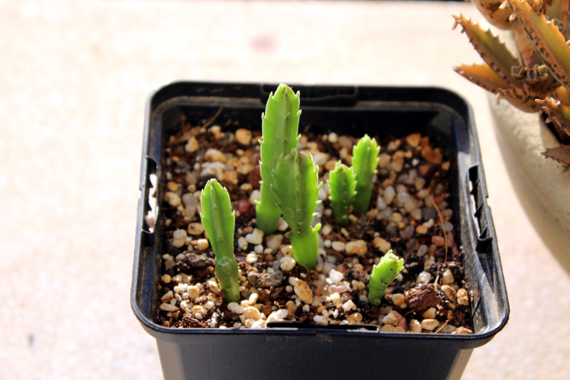 Stapelia hirsuta