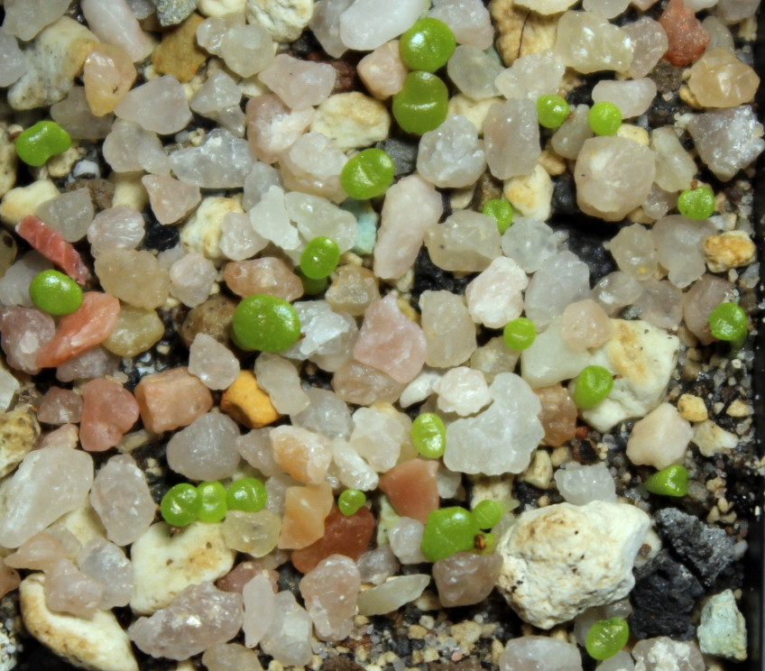 Lithops