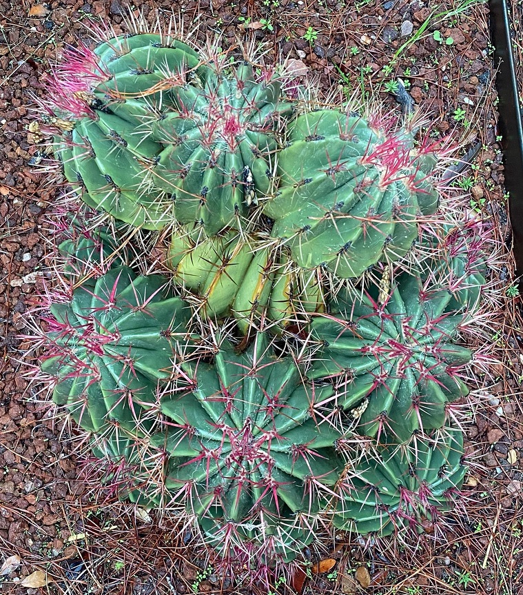 Ferocactus.jpg