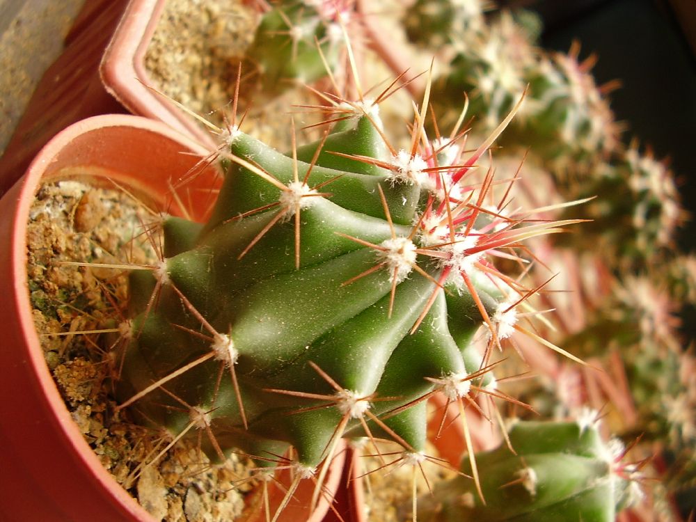 Ferocactus x.jpg