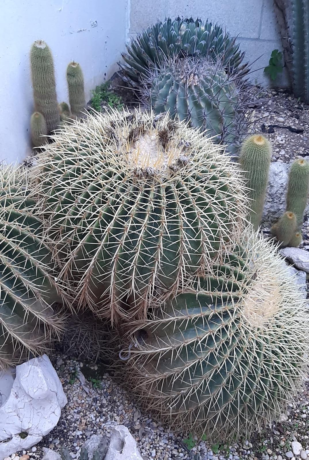 WhatsApp Image 2022-11-10 at 12.56.06 AM.jpeg