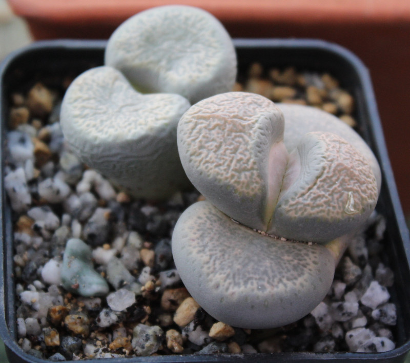 Suculenta arrugada