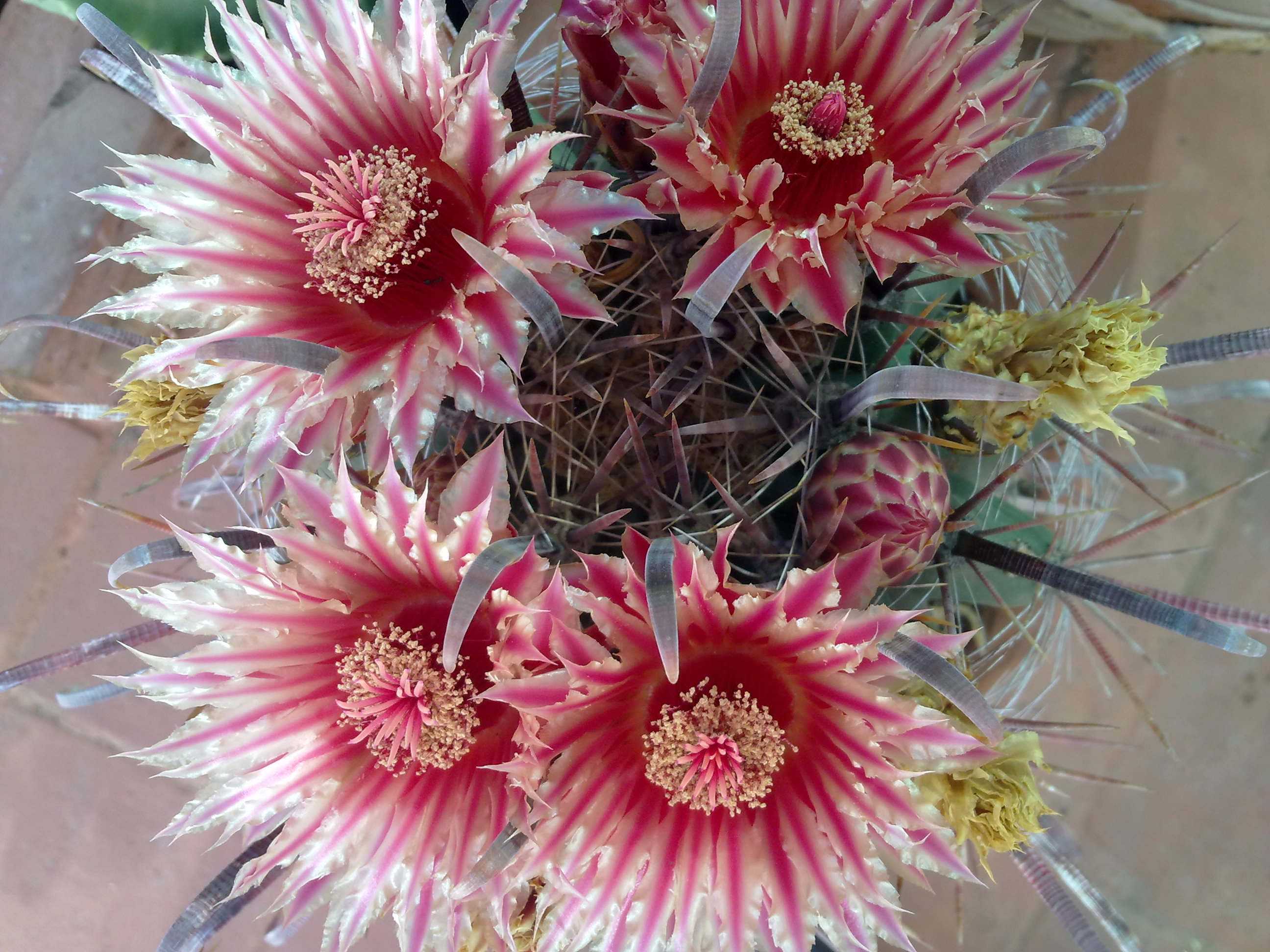 4flortescactus macro.jpg