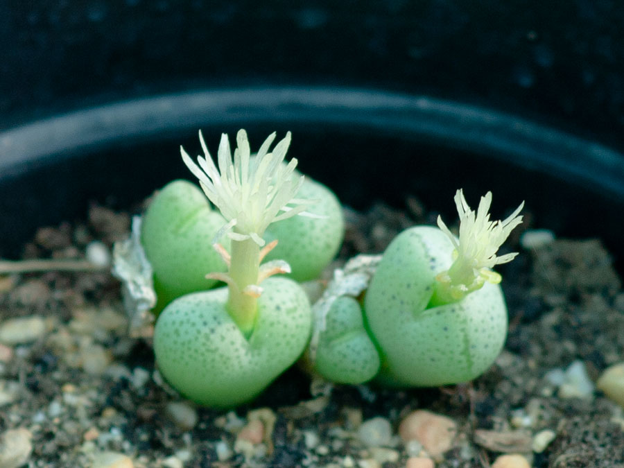 Conophytum-truncatum-Subglobosum.jpg