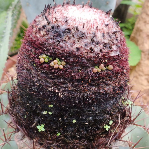 Melocactus mazelianus