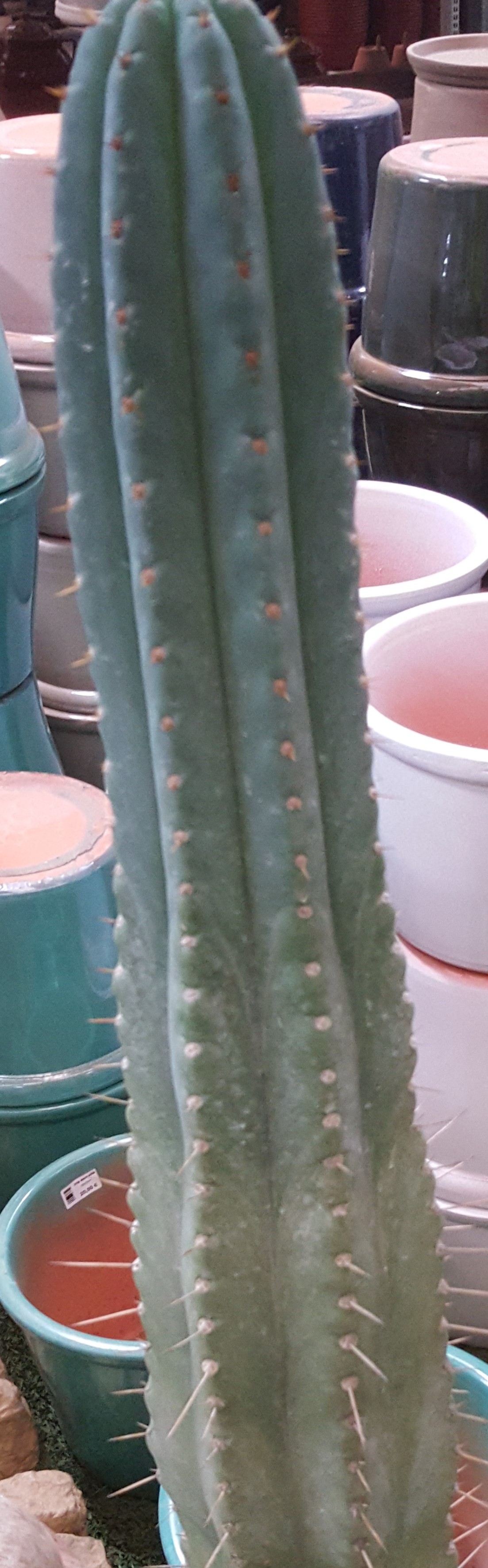 Echinopsis pachanoi???