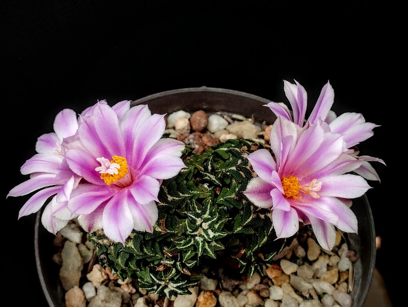Ariocarpus kotschoubeyanus