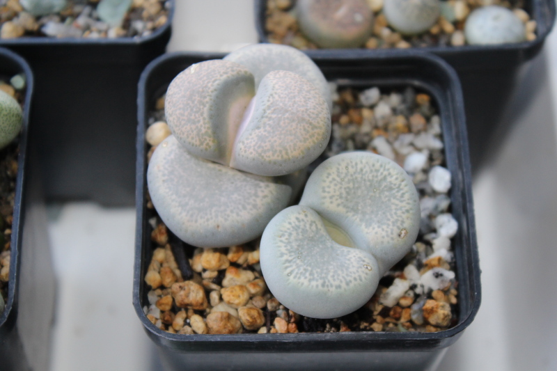 Lithops recuperado