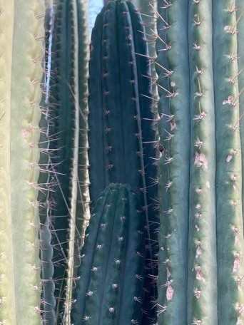 Cactus2.jpg