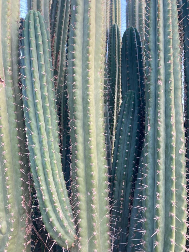 Tengo este cactus sin identificar