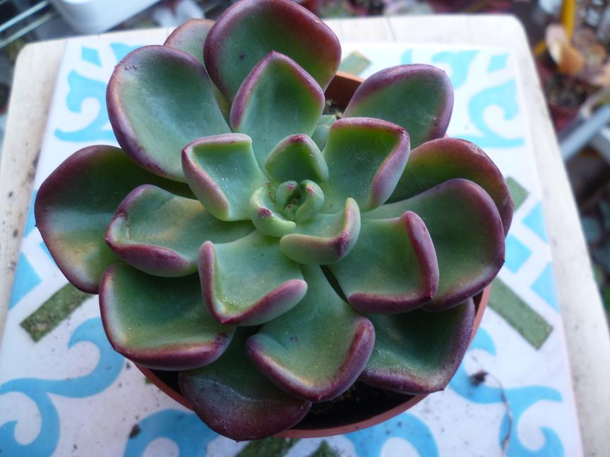 Echeveria setosa var oteroi.JPG