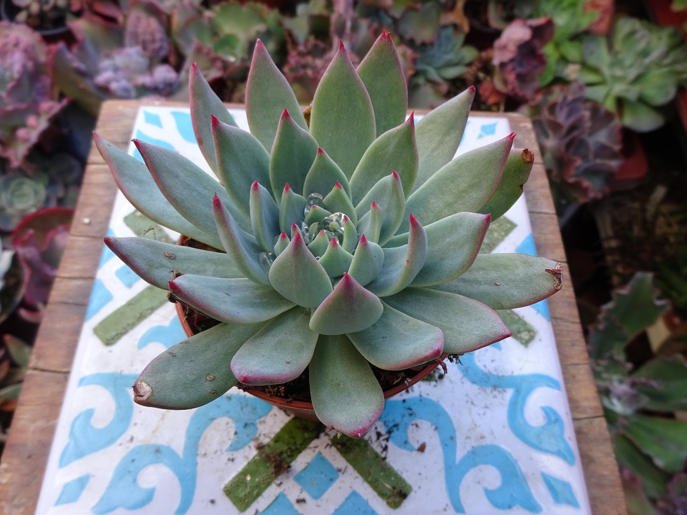 Echeveria  subalpina.JPG