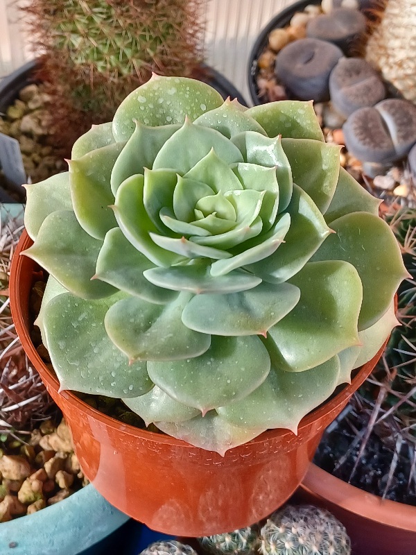 Echeveria 'Funkii'