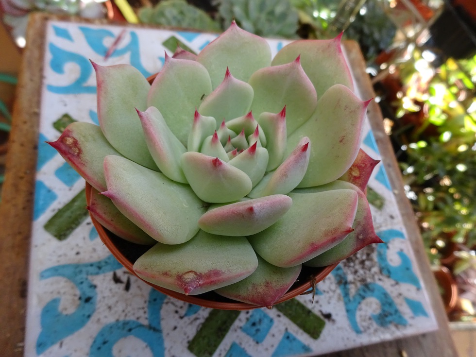 Echeveria chihuahuaensis Yecora.JPG