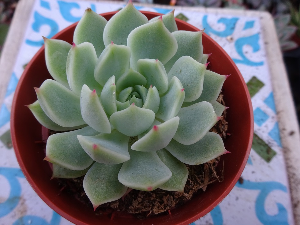 Echeveria simulans x derenbergii 7.JPG