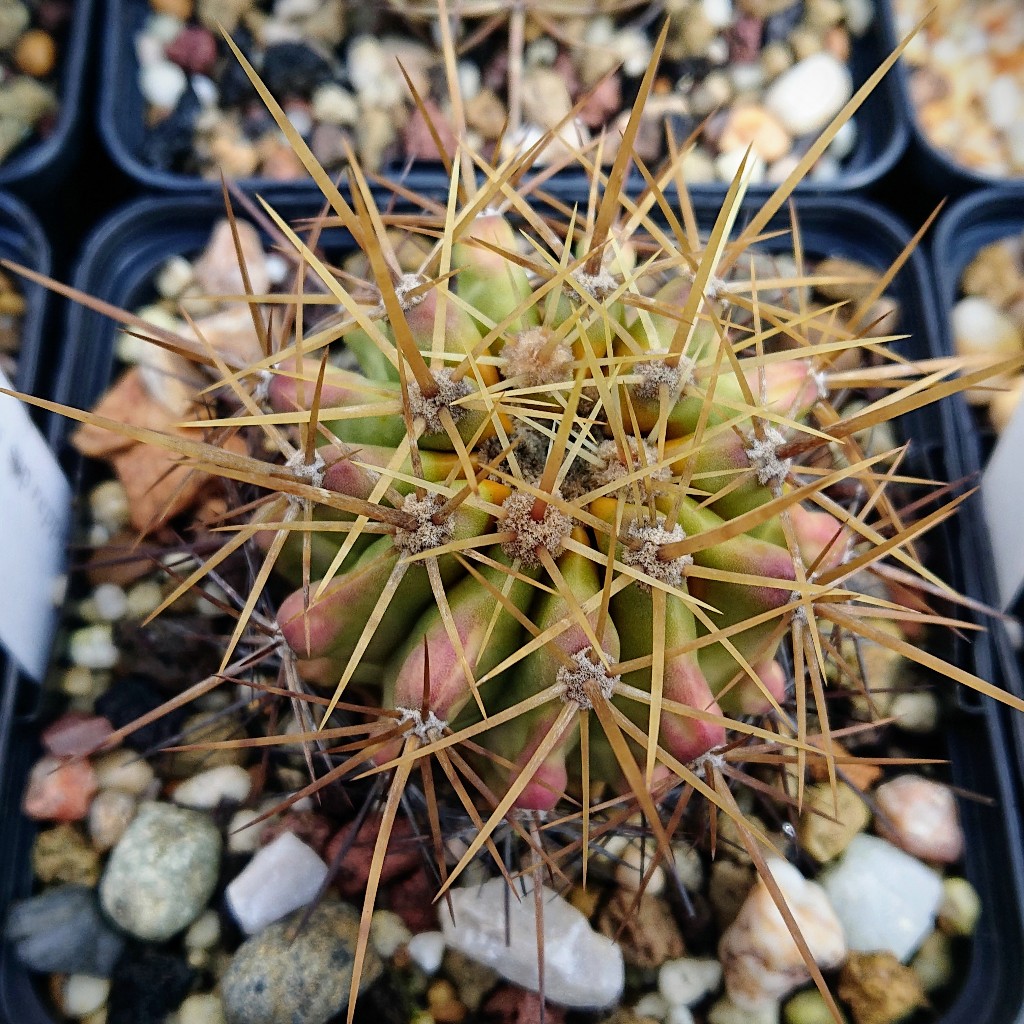 F. reppenhagenii