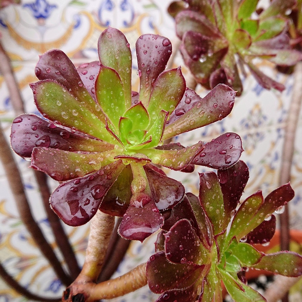 Aeonium arboreum var. atropurpureum.jpg