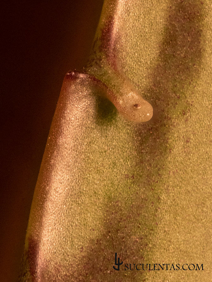 Kalanchoe-daigremontiana-003-Recorte1.jpg