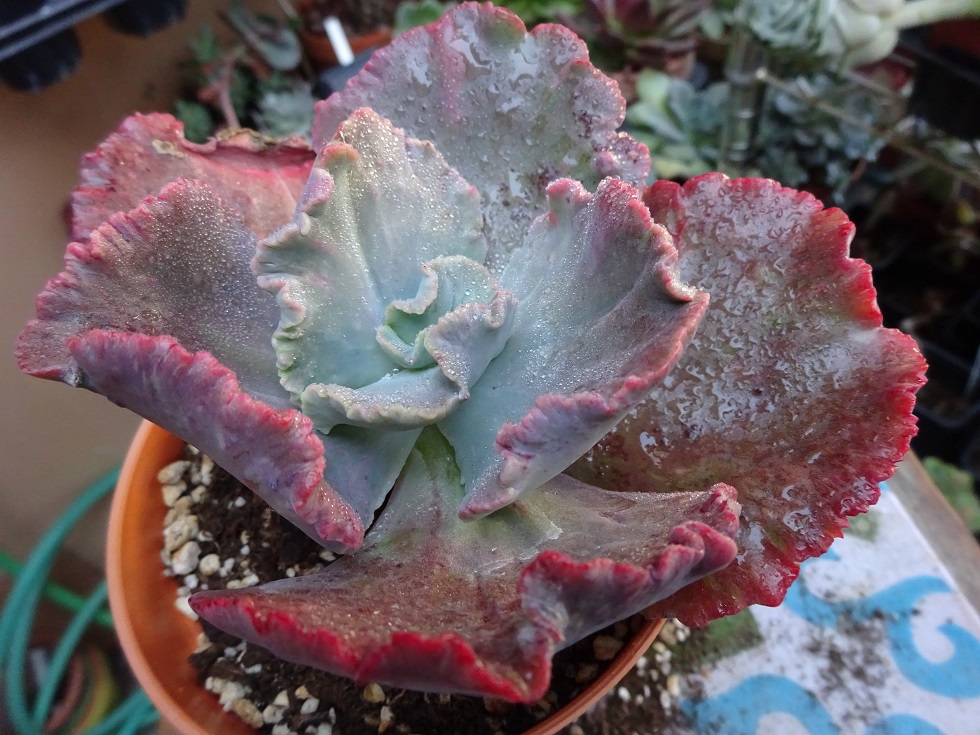 Echeveria Marcus Jones.JPG
