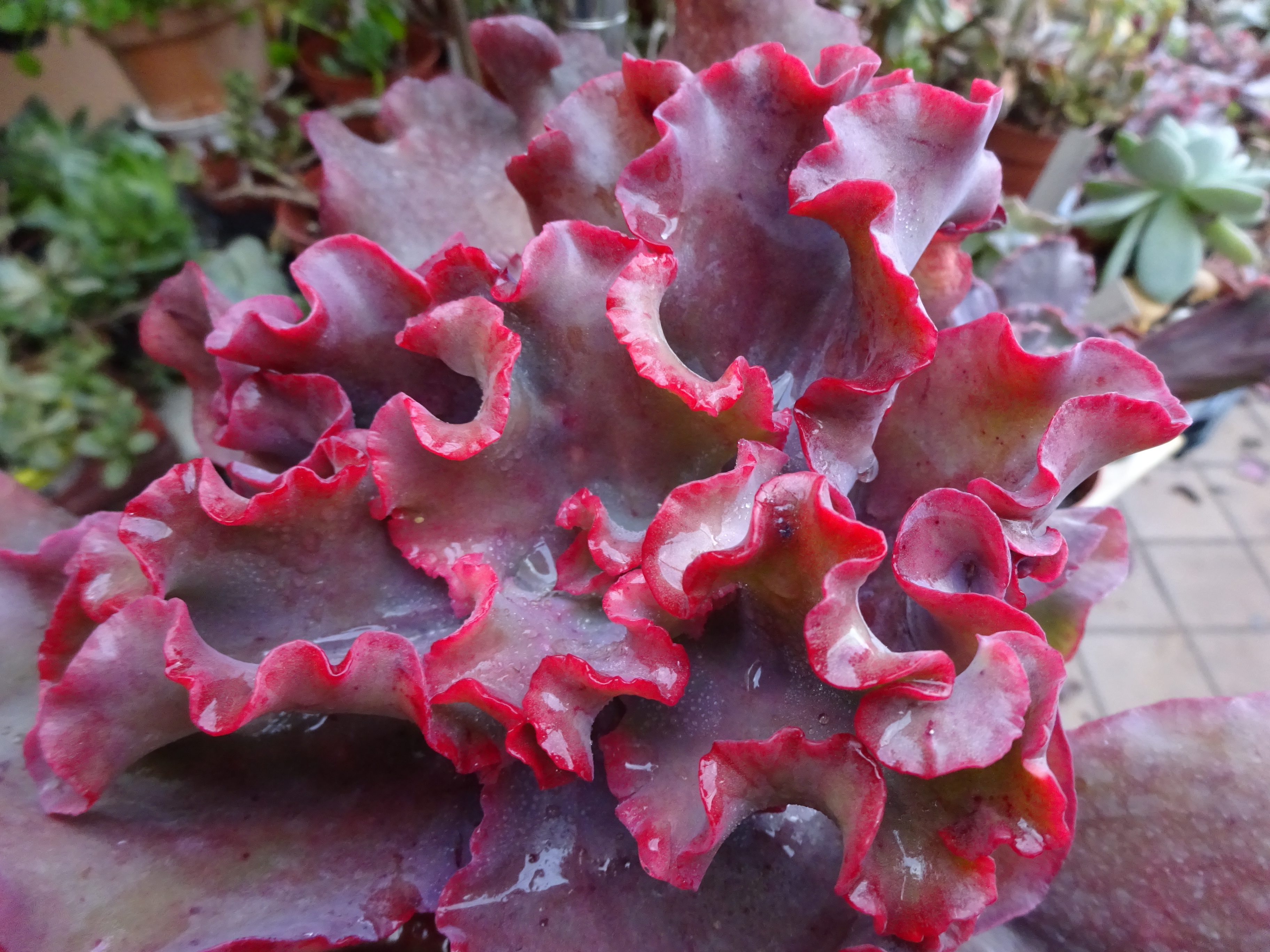Echeveria Zorro.JPG