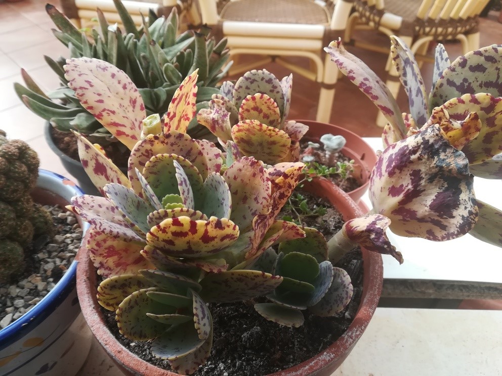 kalanchoe marmorata - copia.jpg