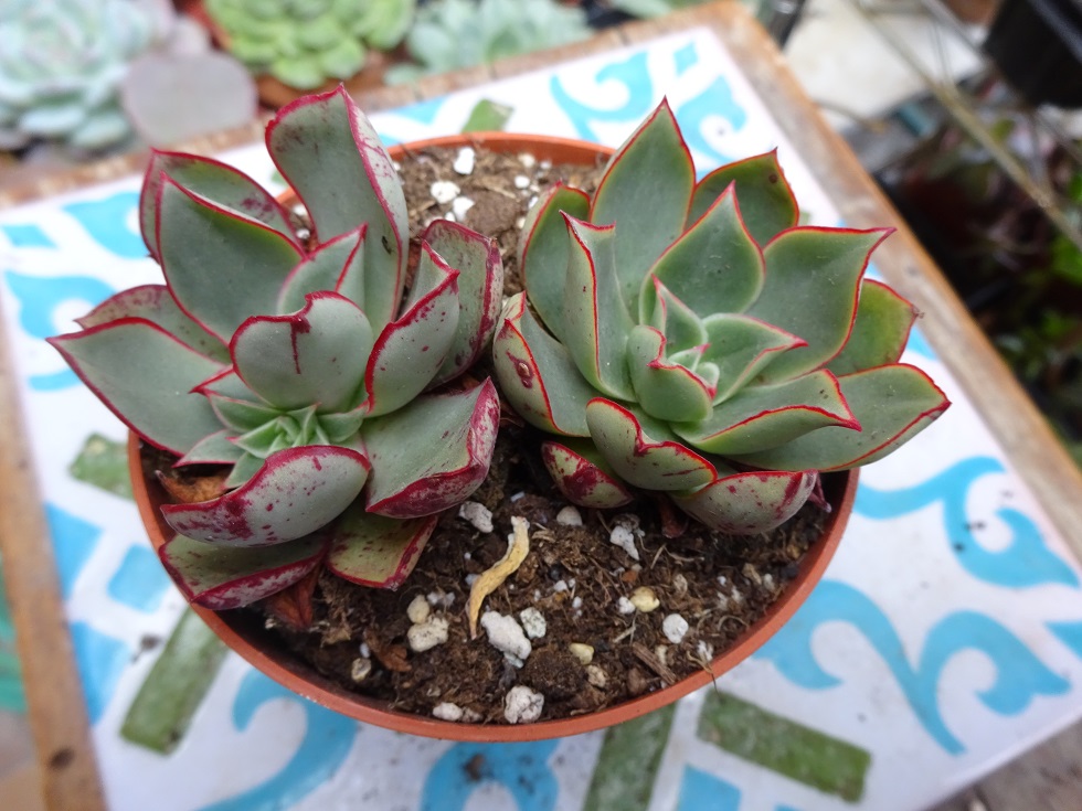 Echeveria longissima var. brachyantha.JPG