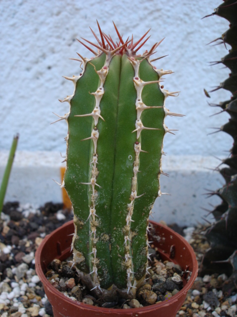 ECHINUS 1.JPG