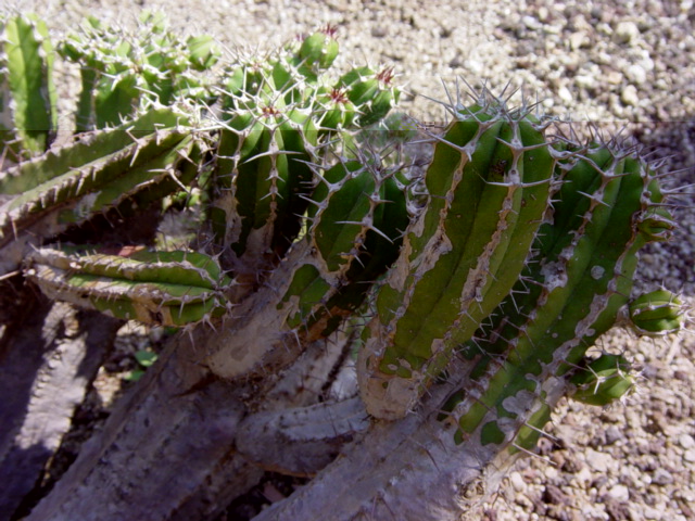 Euphorbia Echinus.JPG