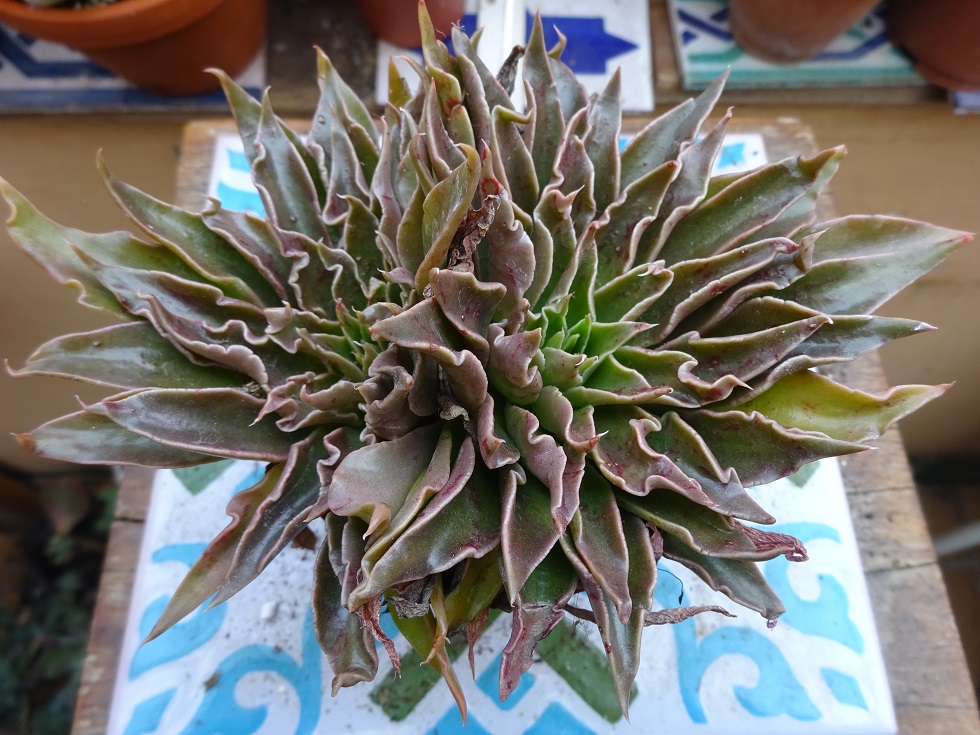 Echeveria Sabre Wolf.JPG